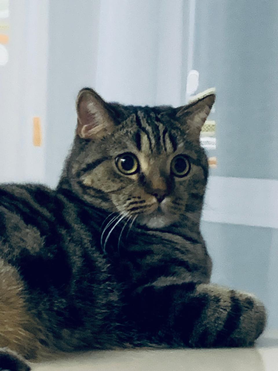 Фото В снегу и за рулем: в Новосибирске опубликовано свыше 50 фото милых питомцев к Дню кошек 34 - Сиб.ФМ Фото В снегу и за рулем: в Новосибирске опубликовано свыше 50 фото милых питомцев к Дню кошек 34